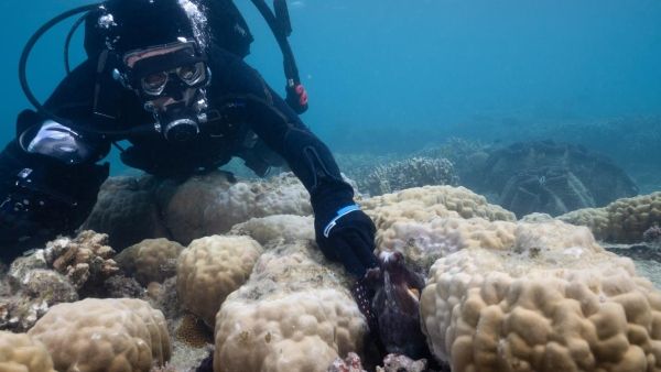 Segredos dos Polvos : Fotos