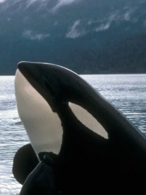 Free Willy (2028) : Poster