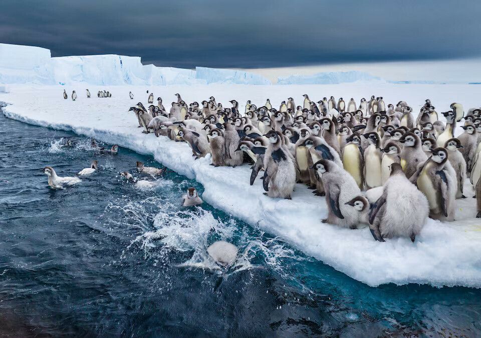 Segredos dos Pinguins : Fotos