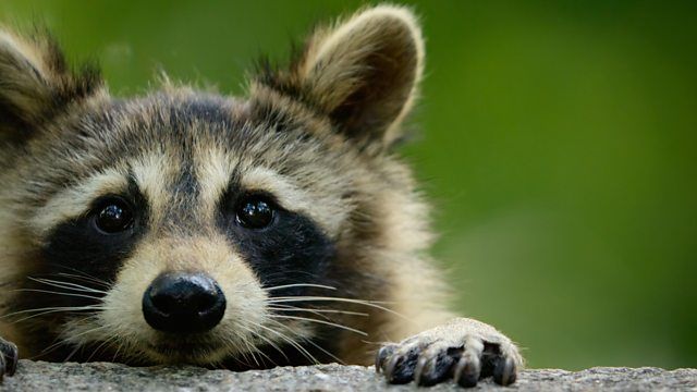 The Americas : Fotos