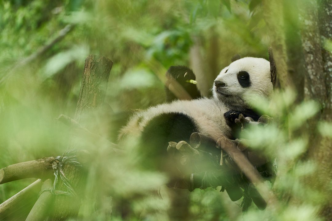 O Menino e o Panda : Fotos
