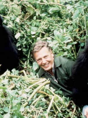 A História de um Gorila: Com David Attenborough : Poster
