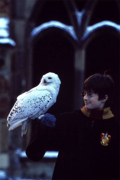 Harry Potter e a Pedra Filosofal : Fotos Daniel Radcliffe