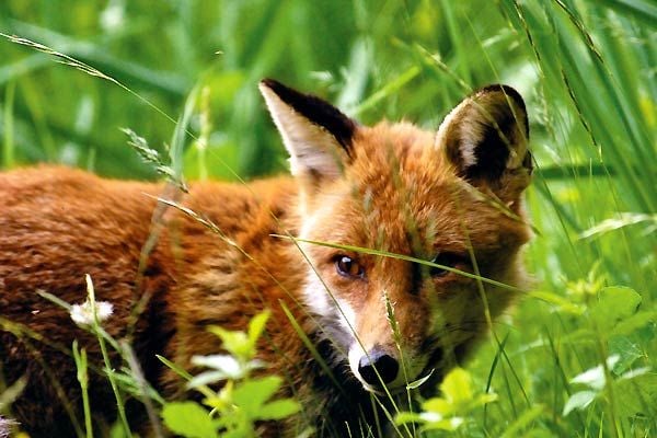 Le renard et l'enfant : Fotos