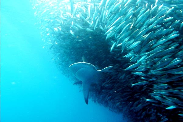 Sharkwater : Fotos Rob Stewart