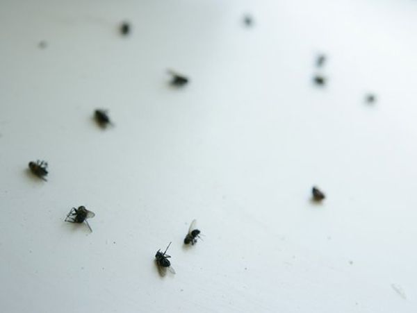 Dead Set : Fotos