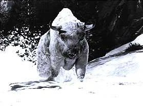 O Grande Búfalo Branco : Fotos
