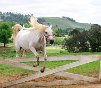 Deu Zebra! : Fotos