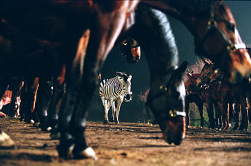 Deu Zebra! : Fotos