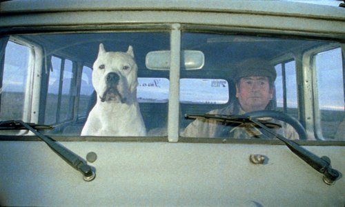O Cachorro : Fotos