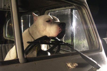 O Cachorro : Fotos