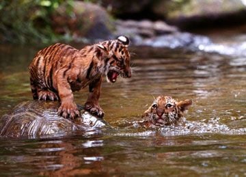 Era Uma Vez Dois Irmãos : Fotos