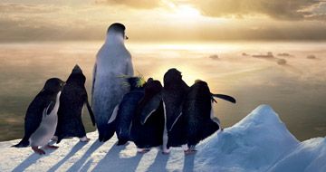 Happy Feet - O Pinguim : Fotos