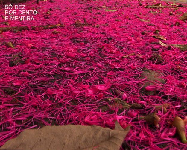 Só Dez por Cento é Mentira : Fotos