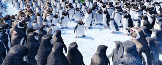 Happy Feet 2 - O Pinguim : Fotos