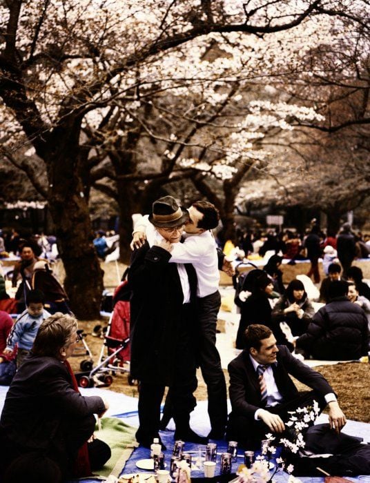 Hanami - Cerejeiras em Flor : Fotos