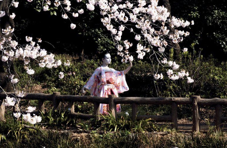Hanami - Cerejeiras em Flor : Fotos
