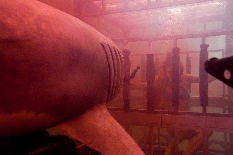 Terror na Água 3D : Fotos