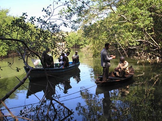 Mangue Negro : Fotos