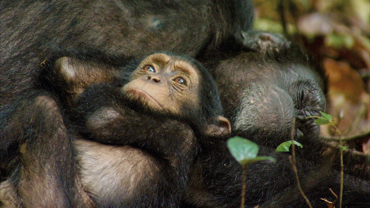 Chimpanzés : Fotos
