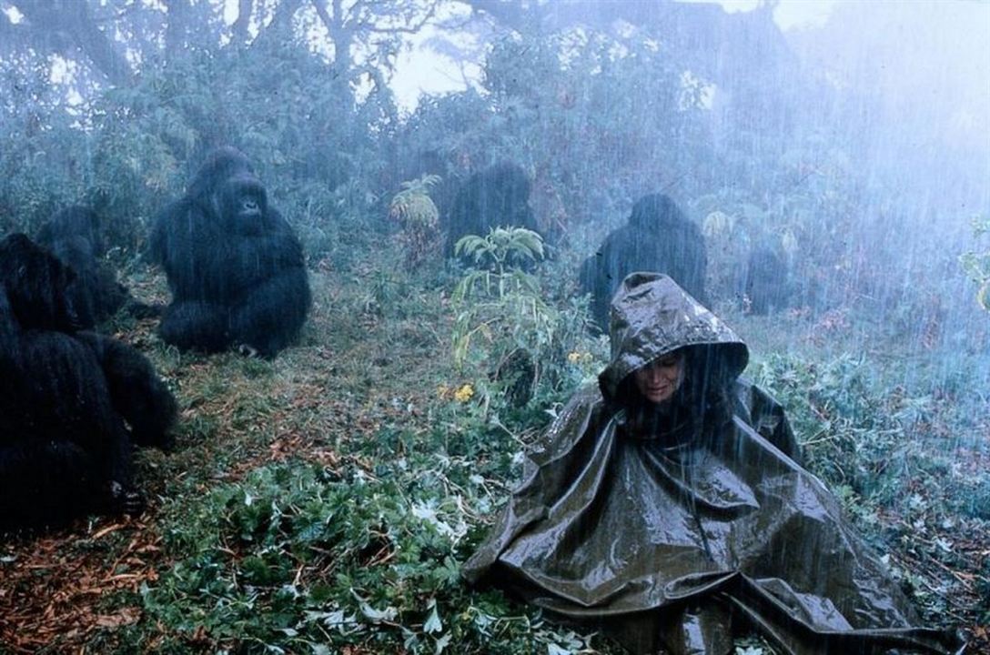 Nas Montanhas dos Gorilas : Fotos Sigourney Weaver