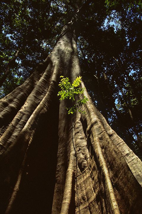 Amazônia : Fotos