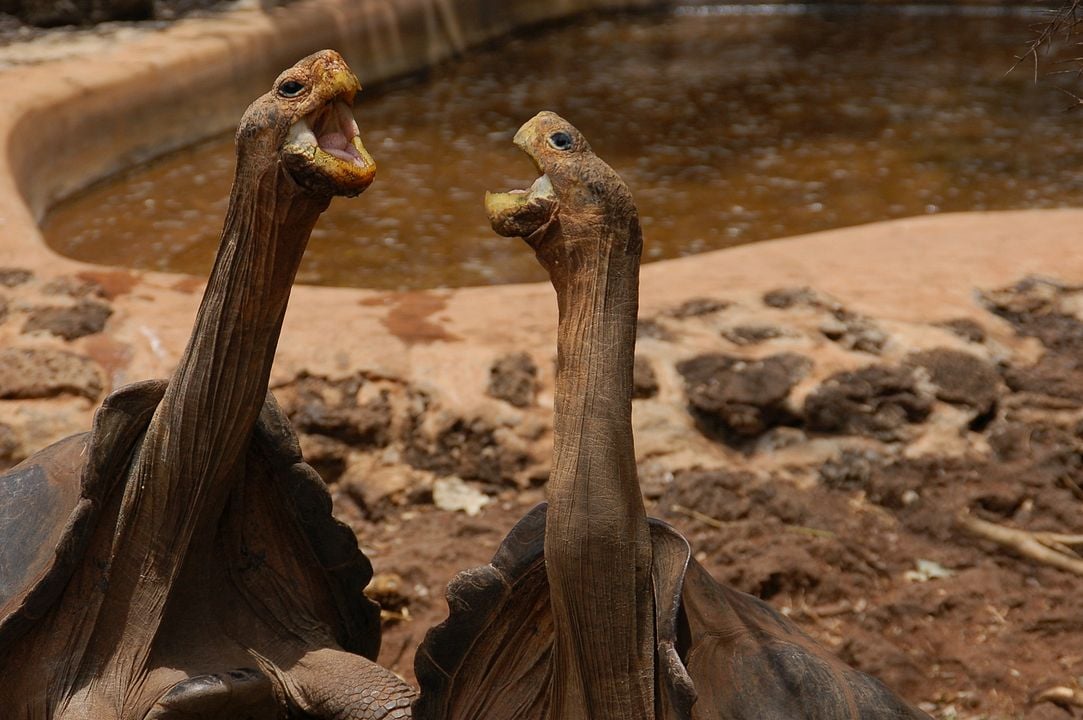 O Caso Galápagos - Quando Satã Veio ao Paraíso : Fotos