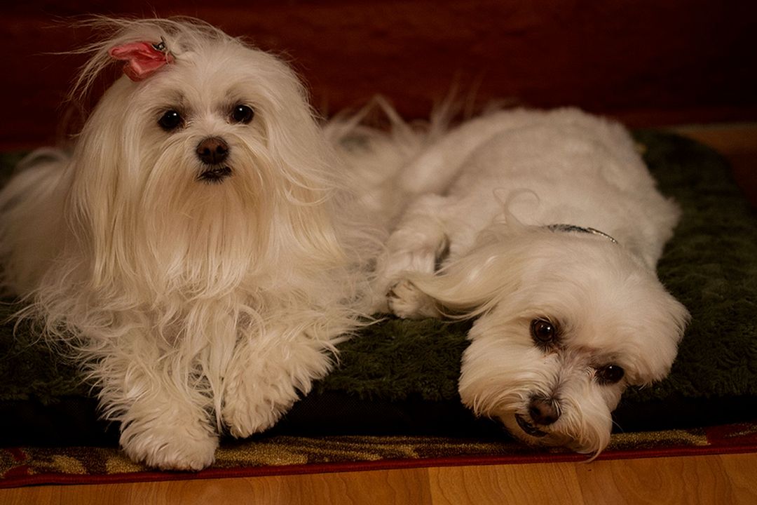 Os 3 Cães Mosqueteiros : Fotos