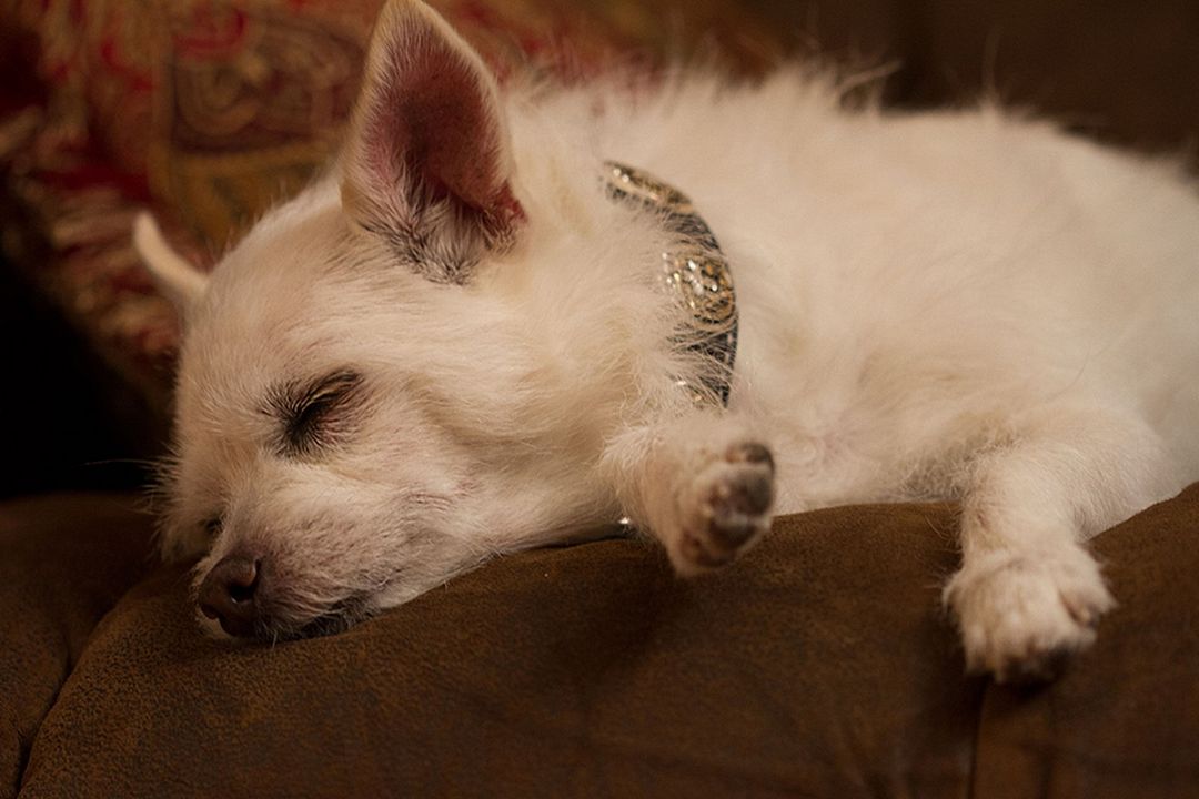 Os 3 Cães Mosqueteiros : Fotos