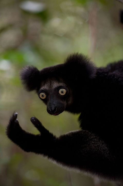 Ilha dos Lêmures - Madagascar : Fotos