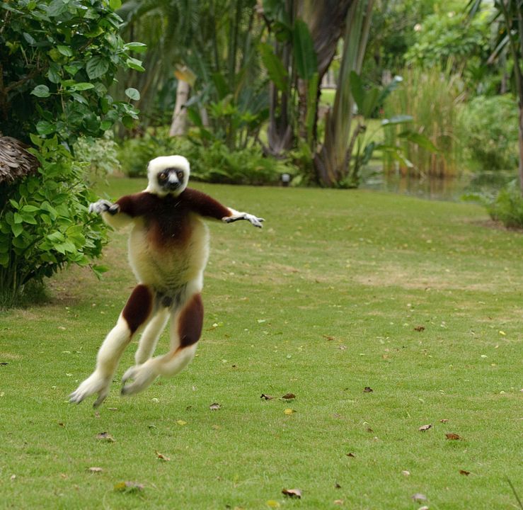 Ilha dos Lêmures - Madagascar : Fotos