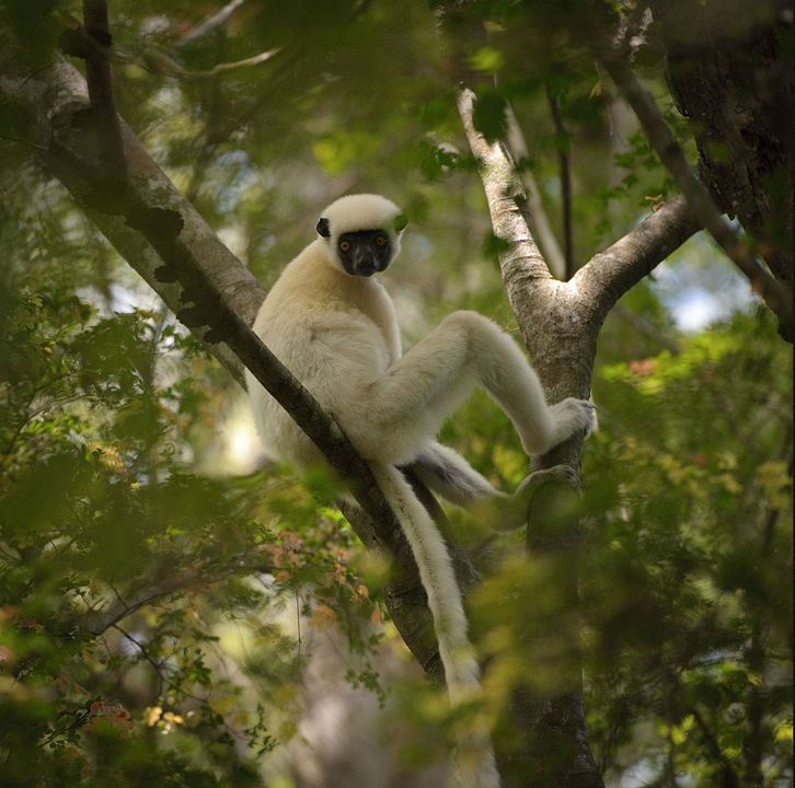 Ilha dos Lêmures - Madagascar : Fotos