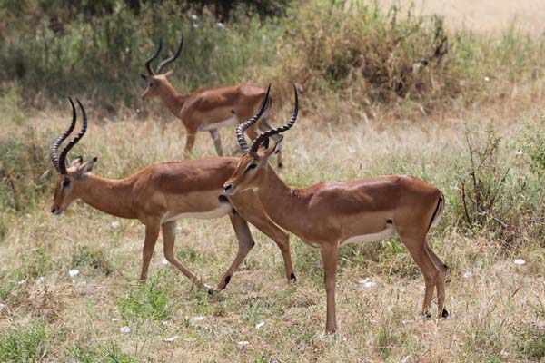 The Hadza: Last of the First : Fotos