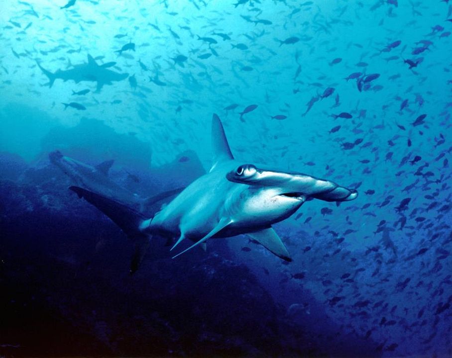 Mission Blue : Fotos