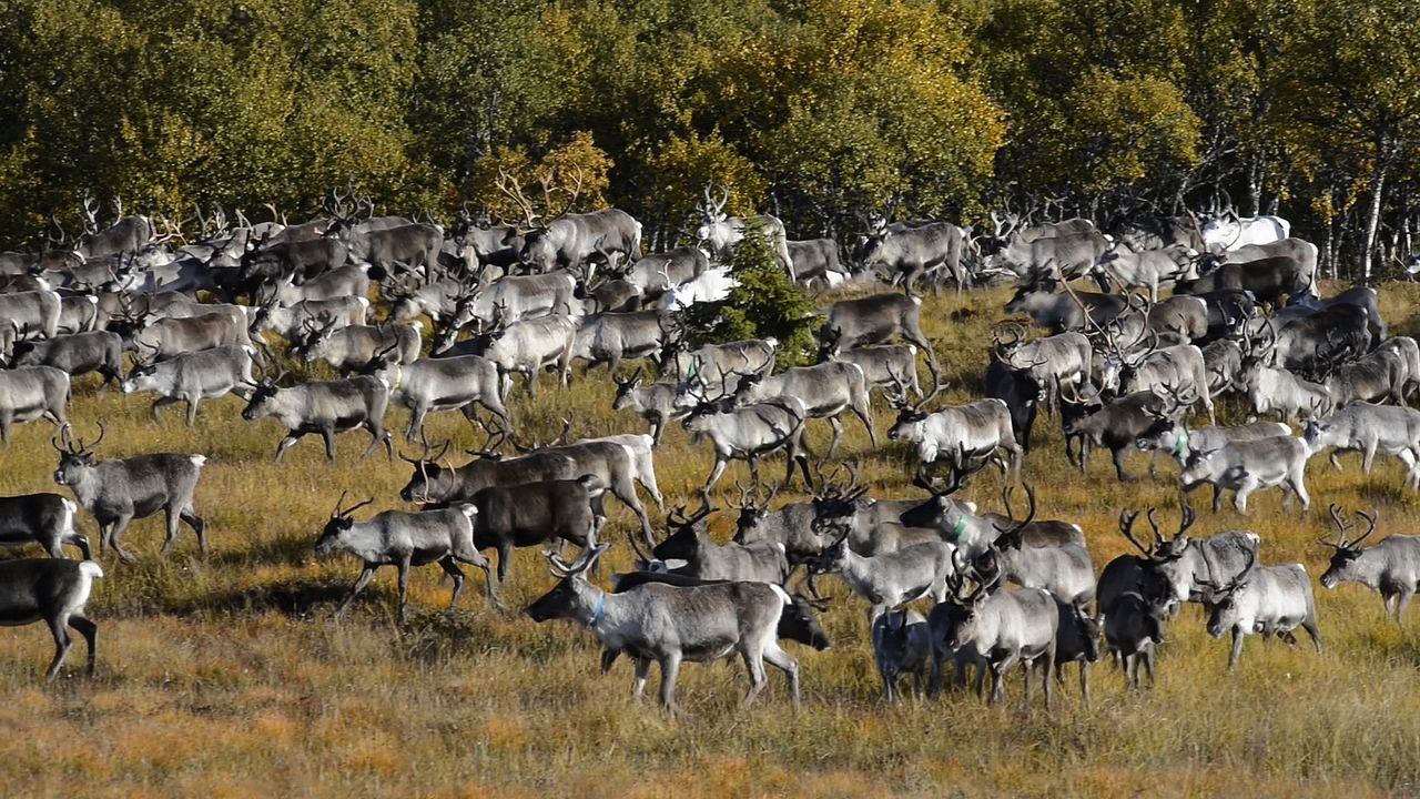 O Conto da Tundra : Fotos