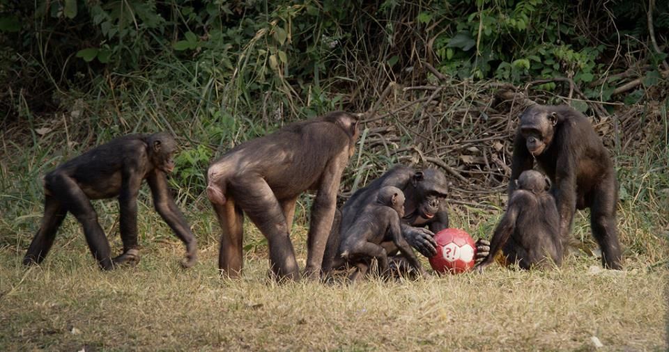 Bounce: How the Ball Taught the World to Play : Fotos