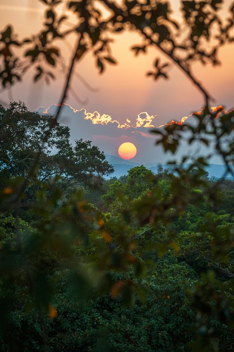 O Reino dos Primatas : Fotos