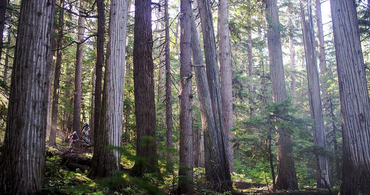 The Search for Freedom : Fotos