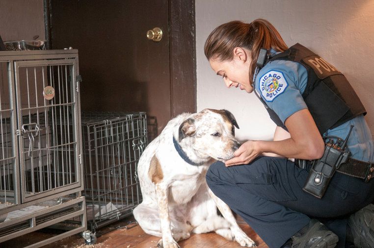 Chicago P.D. Distrito 21 : Fotos Marina Squerciati