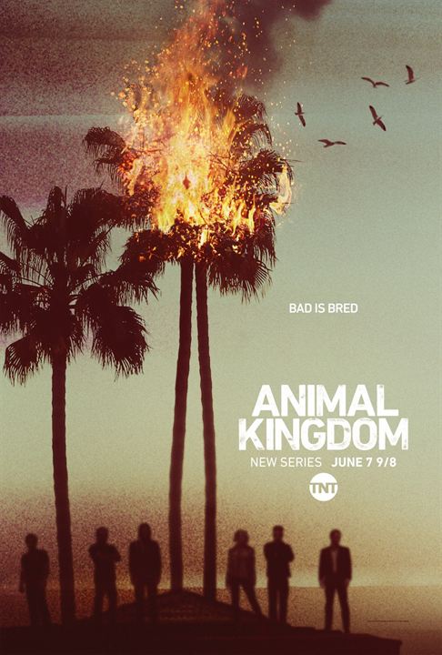 Animal Kingdom : Poster
