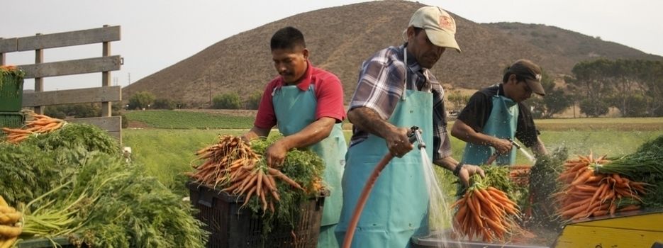 A Fé nos Orgânicos : Fotos
