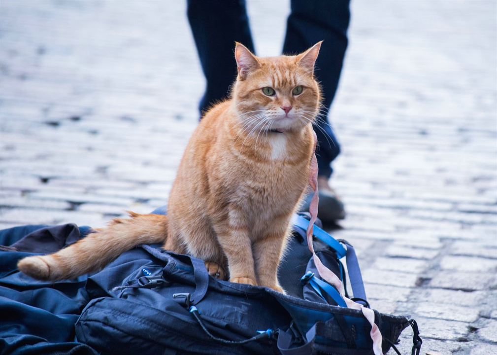Um Gato de Rua Chamado Bob : Fotos