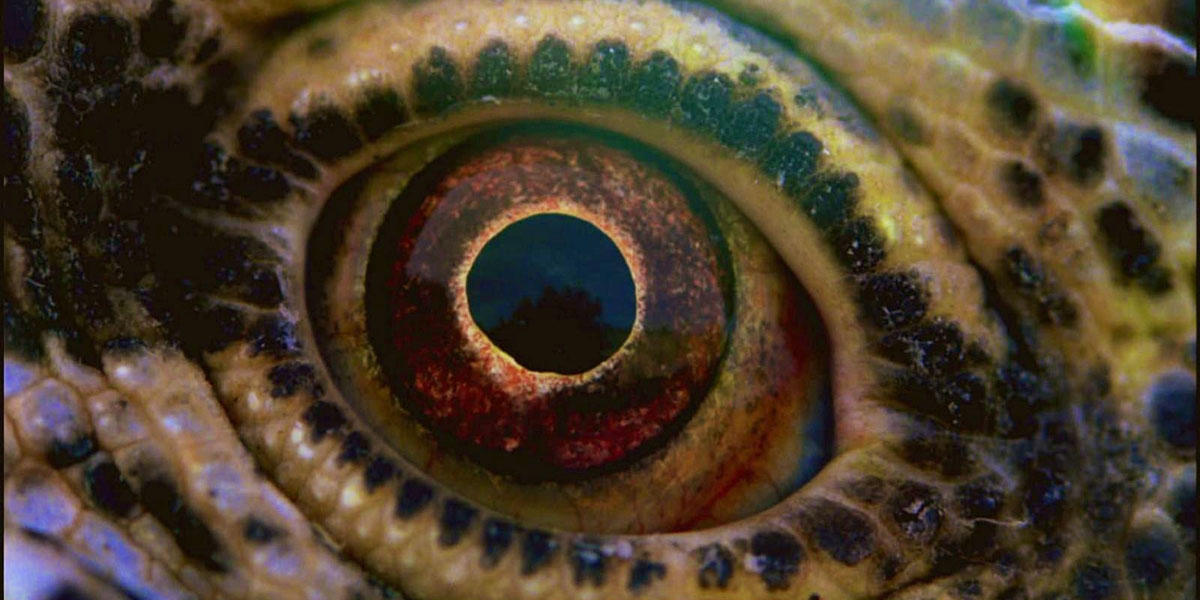 Voyage of Time: Life's Journey : Fotos