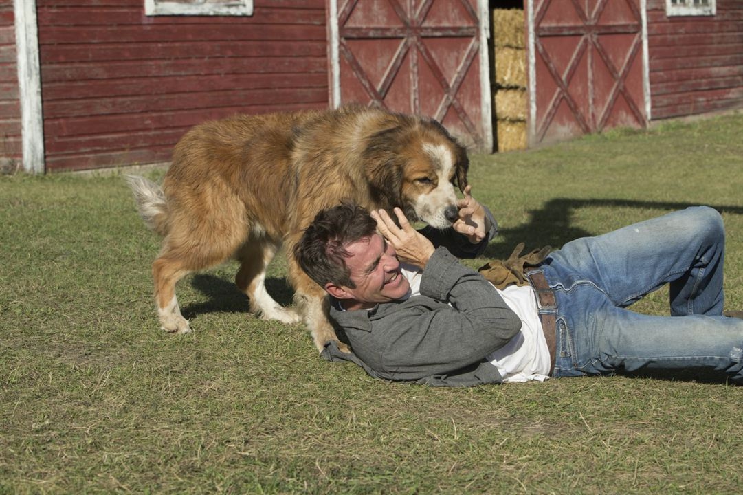 Quatro Vidas de um Cachorro : Fotos Dennis Quaid
