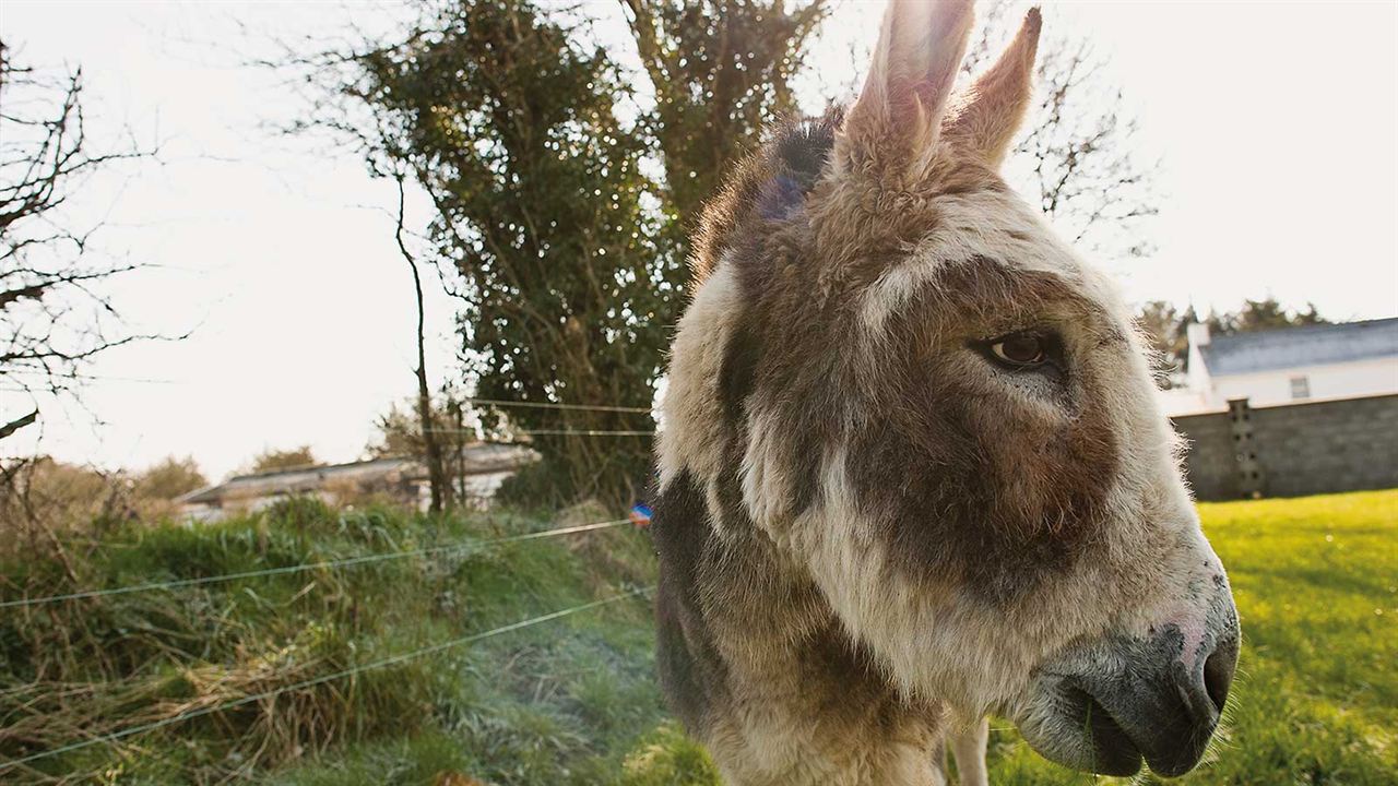 Do Donkeys Act? : Fotos
