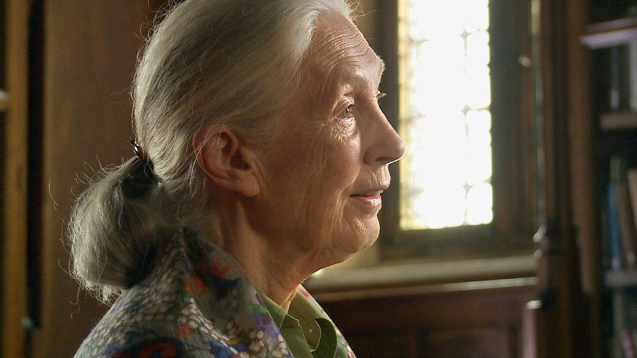 Fotos Jane Goodall