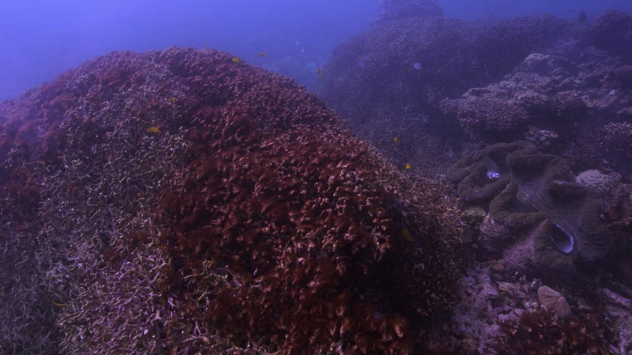 Chasing Coral : Fotos