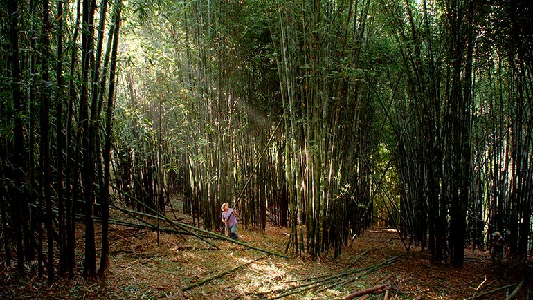 Bosque de Névoa : Fotos