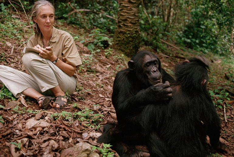 Jane: A Mãe dos Chimpanzés : Fotos