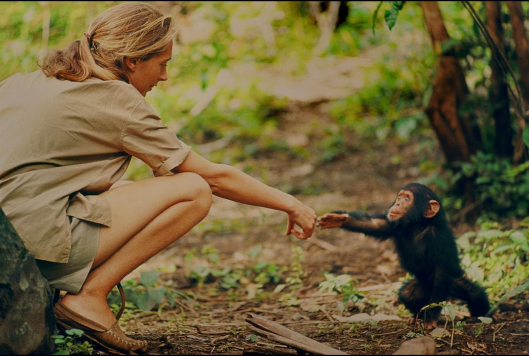 Jane: A Mãe dos Chimpanzés : Fotos Jane Goodall